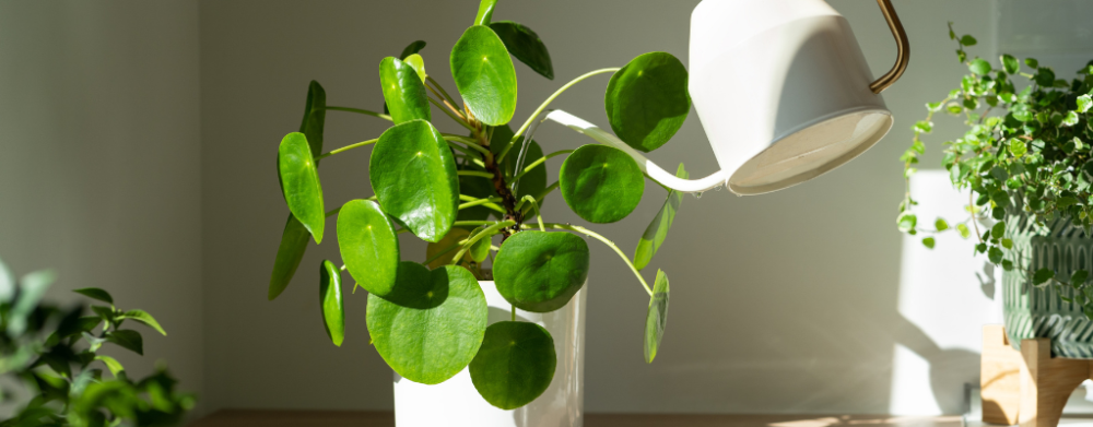 Peperomia - Geel