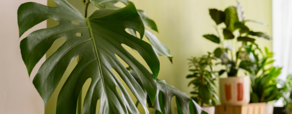 Luchtzuiverende Planten - Hangplanten - Philodendron