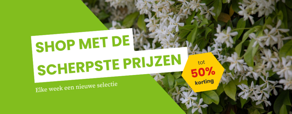 Tuinplanten in de actie: groen voor een zachte prijs