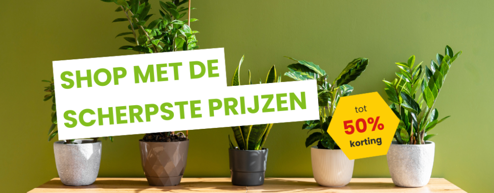 Tuinplanten in de actie: groen voor een zachte prijs