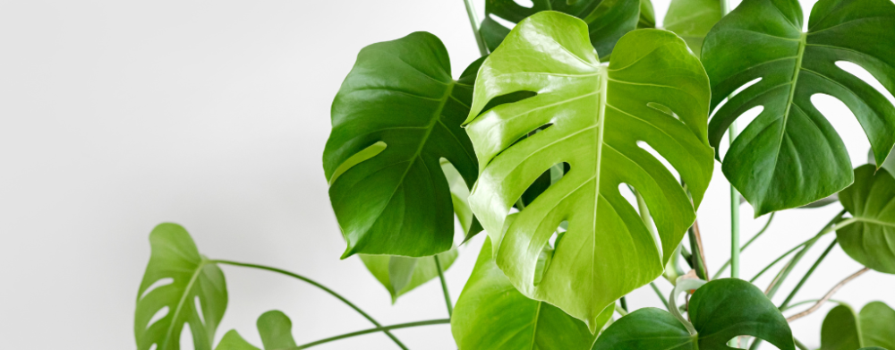 Kamerplanten die weinig water nodig hebben