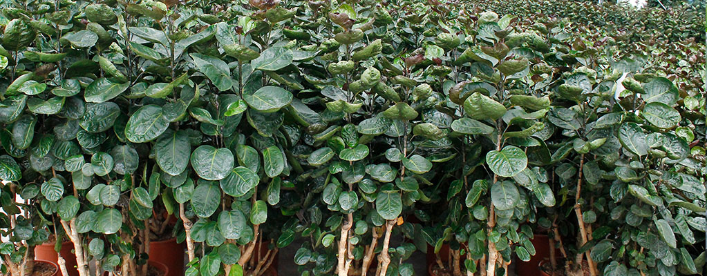 Aralia Fabian Aralia Fabian