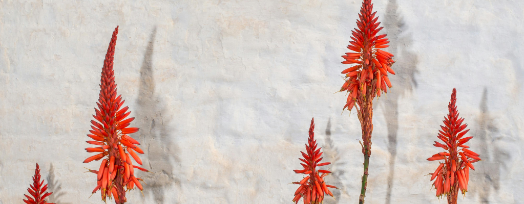 Asphodelaceae