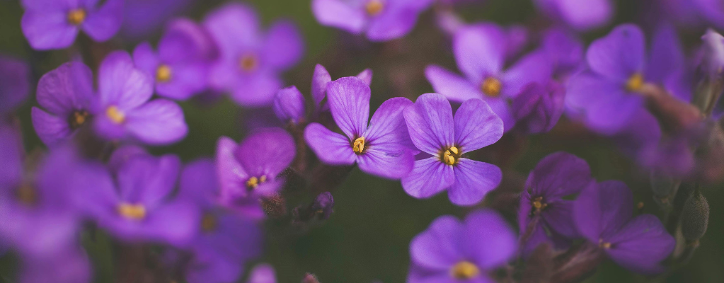 Aubrieta - een kleurrijke bodembedekker voor jouw tuin