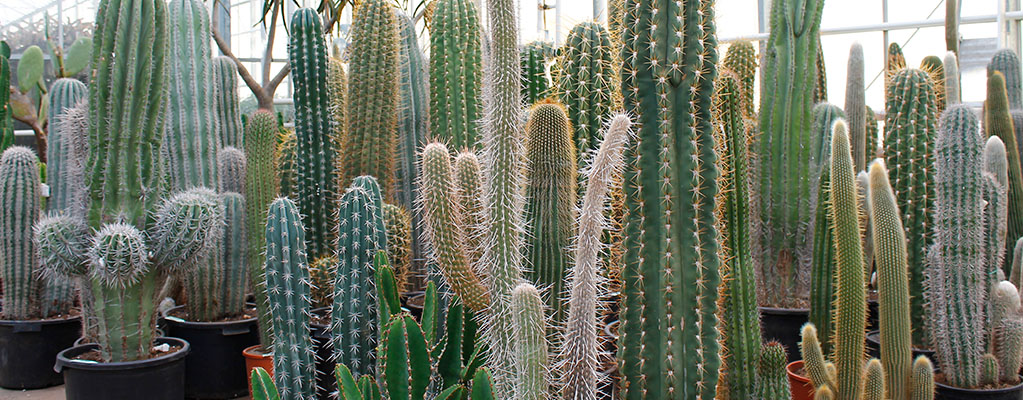 Cactus 