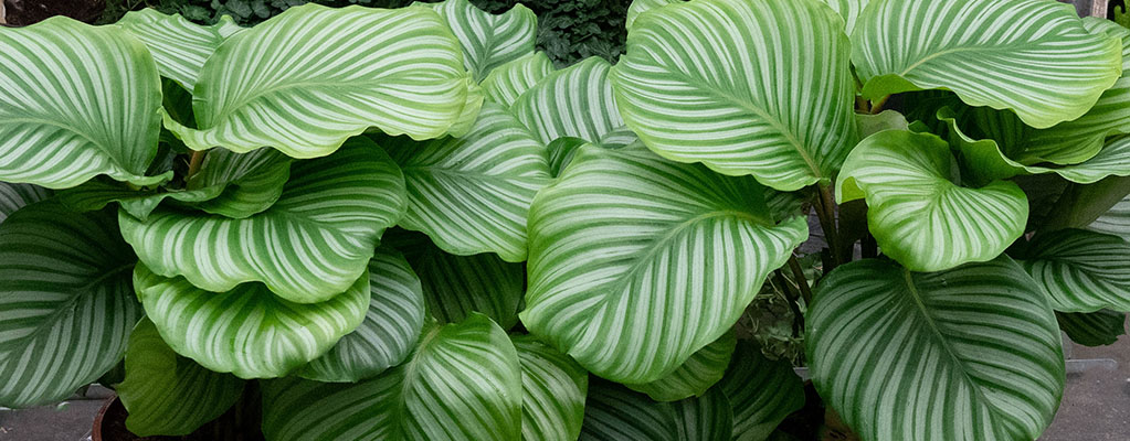 Calathea Orbifolia Calathea Orbifolia