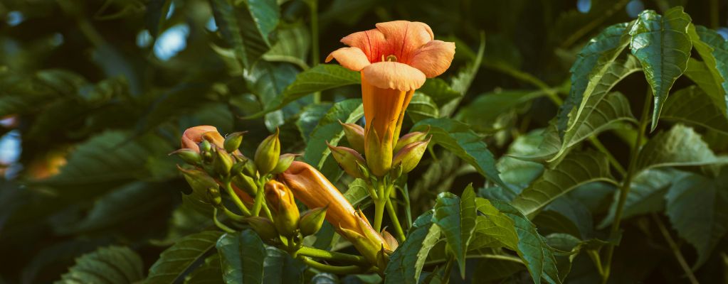 Campsis - Trompetbloem 