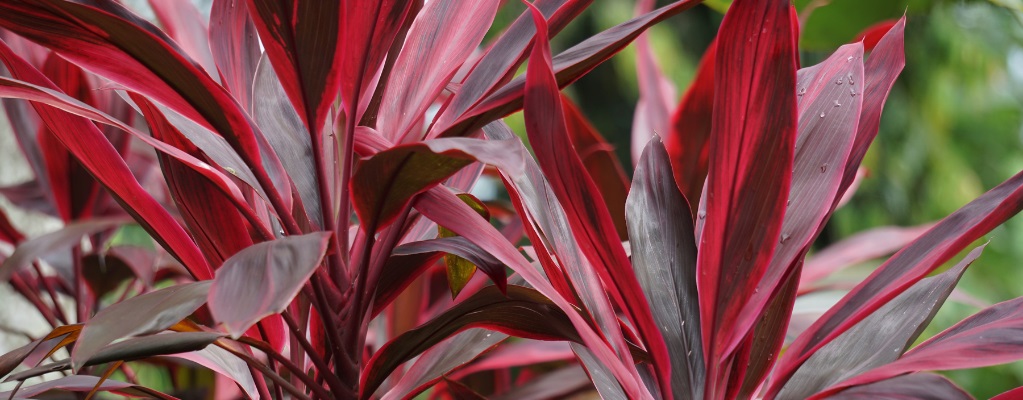 Cordyline Cordyline