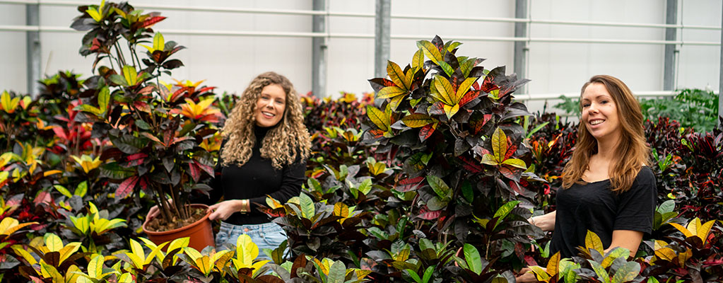 Croton Codiaeum Iceton Croton Codiaeum Iceton