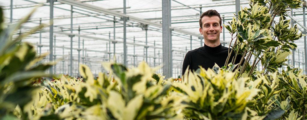 Croton Codiaeum Tamara Croton Codiaeum Tamara