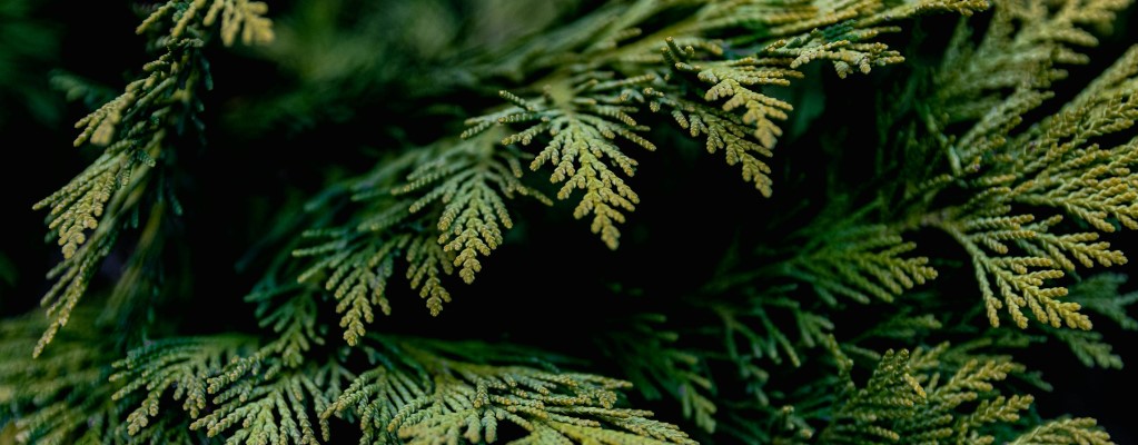 Cupressus - Cipres Cupressus - Cipres