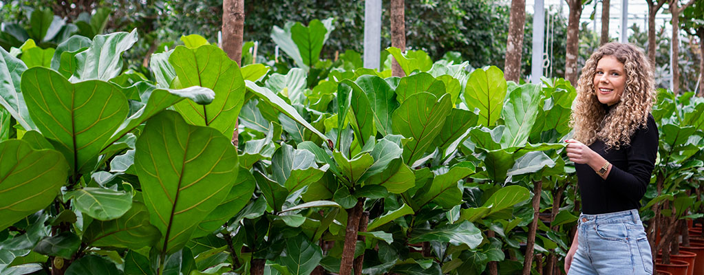 Ficus Lyrata (Tabaksplant)
