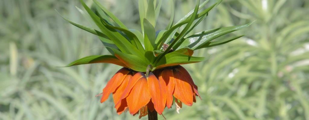 Fritillaria Fritillaria