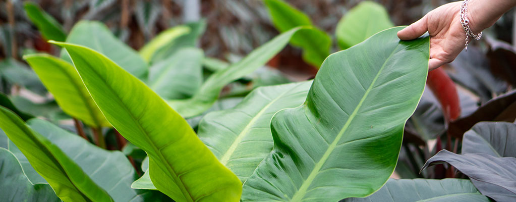 Philodendron Imperial Green Philodendron Imperial Green