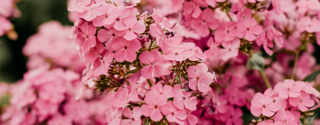 Phlox: kleurrijke vlambloemen voor elke tuin Phlox: kleurrijke vlambloemen voor elke tuin