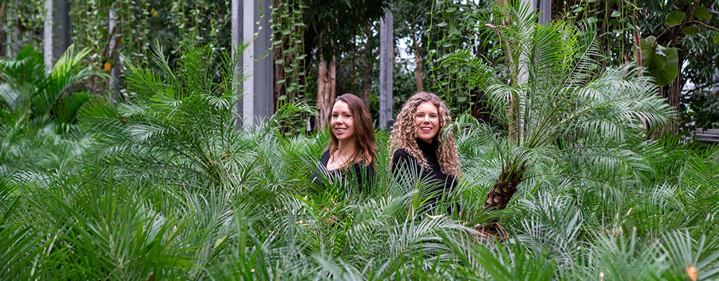 Phoenix Roebelenii - Dwergdadelpalm Phoenix Roebelenii - Dwergdadelpalm