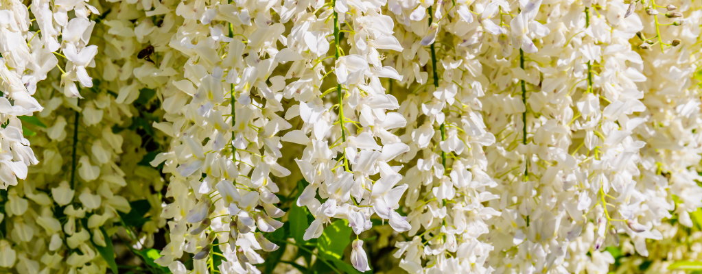 Witte tuinplanten Witte tuinplanten