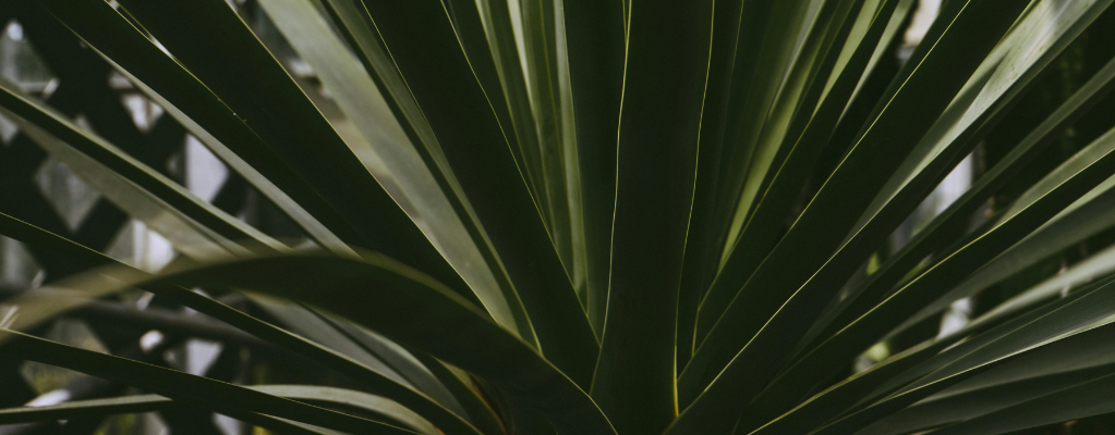 Yucca tuinplant Yucca tuinplant