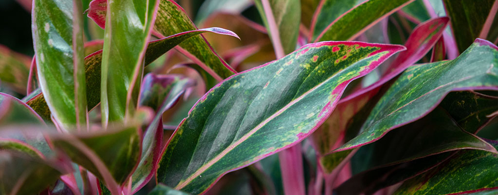 Aglaonema Crete Aglaonema Crete