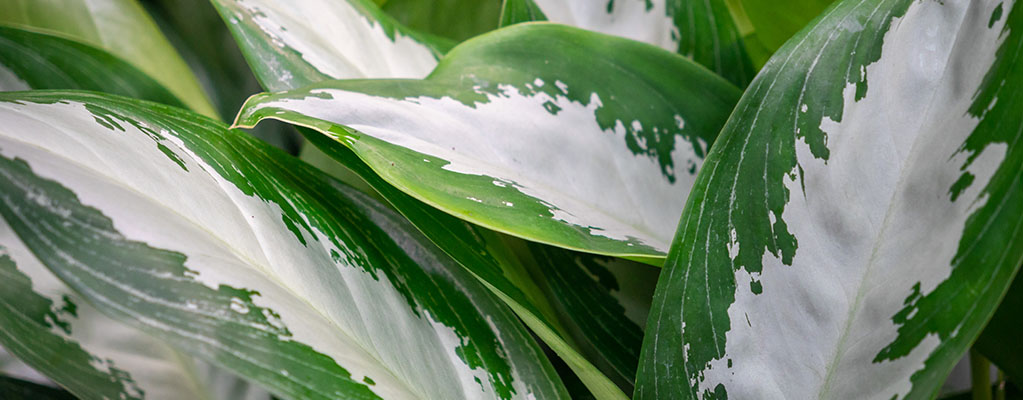Aglaonema Silver Aglaonema Silver