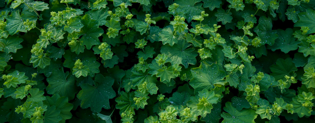 Alchemilla – De veelzijdige vrouwenmantel voor jouw tuin