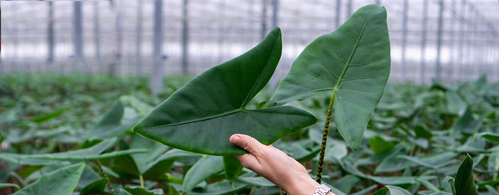 Alocasia Zebrina Alocasia Zebrina