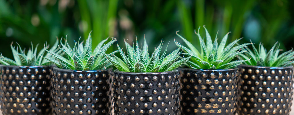 Aloe Vera Stekjes Aloe Vera Stekjes