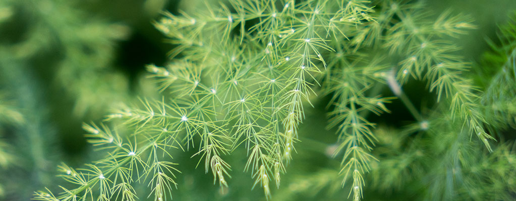 Asparagus - Sierasperge Asparagus - Sierasperge