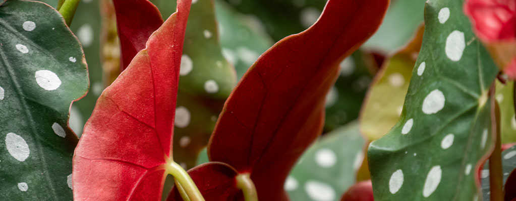 Begonia Begonia