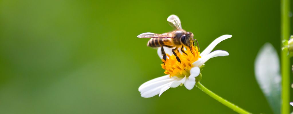 Bijenplanten: Creëer een levendige en kleurrijke tuin Bijenplanten: Creëer een levendige en kleurrijke tuin