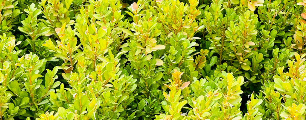 Buxus Buxus
