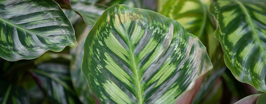 Calathea Flamestar Calathea Flamestar