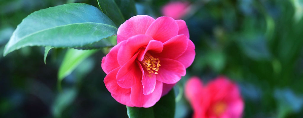Camelia Camelia