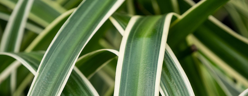 Graslelie - Chlorophytum Graslelie - Chlorophytum