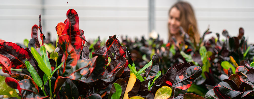Croton Codiaeum Mammi Croton Codiaeum Mammi
