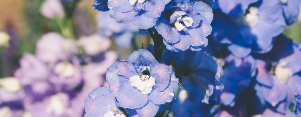 Delphinium – Een kleurrijke toevoeging aan je tuin Delphinium – Een kleurrijke toevoeging aan je tuin