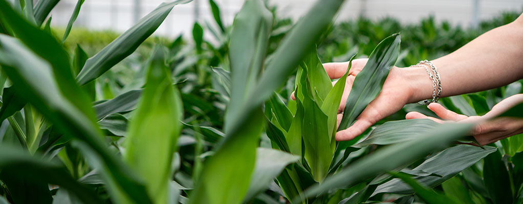 Dracaena Janet Lind / Janet Craig