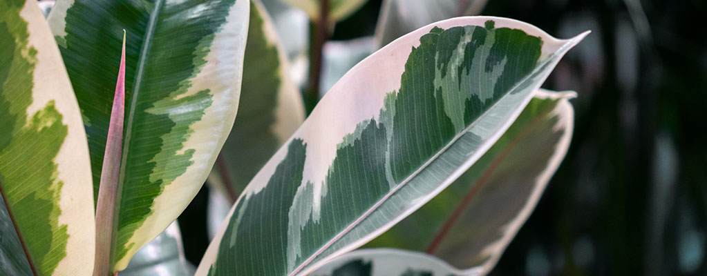 Ficus Tineke Ficus Tineke