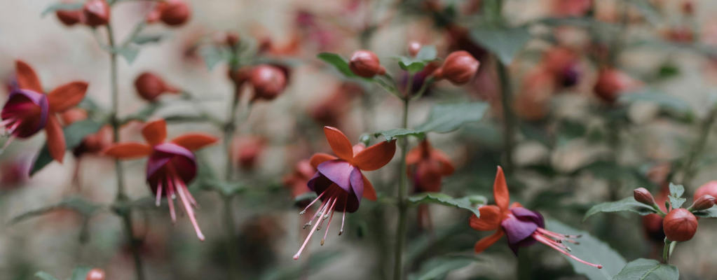 Fuchsia – De kleurrijke bellenplant voor je tuin Fuchsia – De kleurrijke bellenplant voor je tuin
