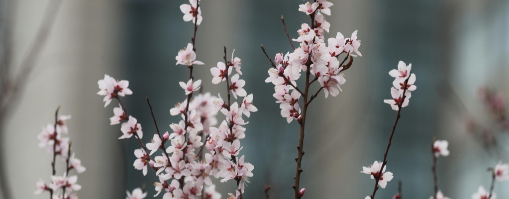 Gaura kopen: alles over de prachtkaars plant Gaura kopen: alles over de prachtkaars plant