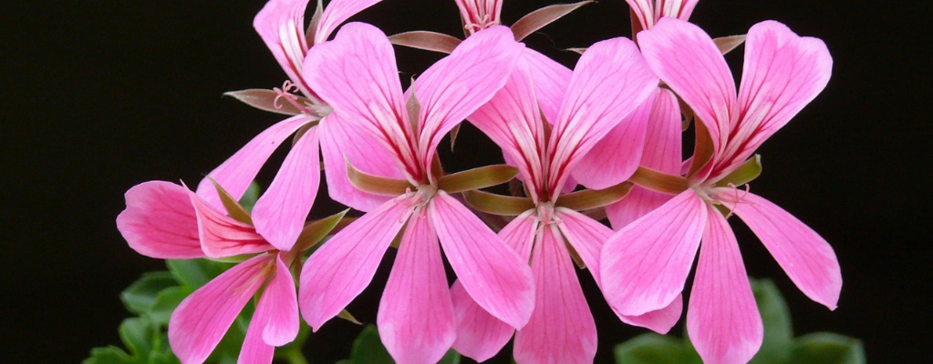 Geranium in de tuin: kleurrijke en veelzijdige ooievaarsbek Geranium in de tuin: kleurrijke en veelzijdige ooievaarsbek