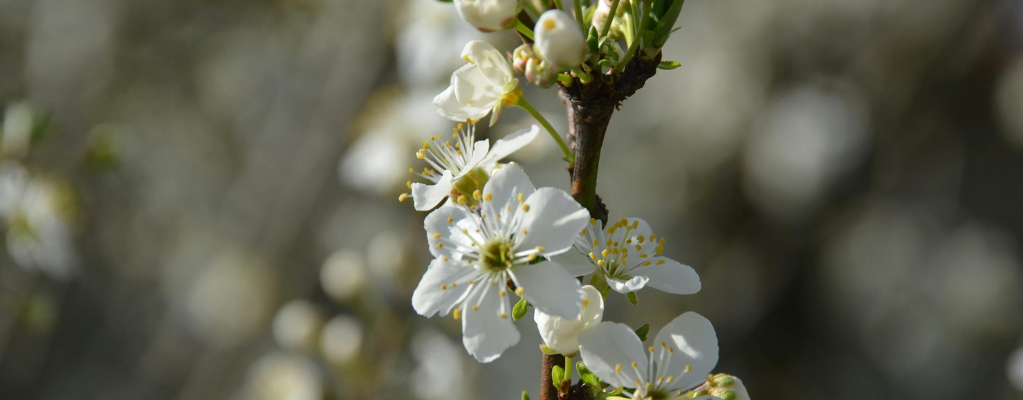 Gypsophila: Een sierlijke toevoeging aan je tuin