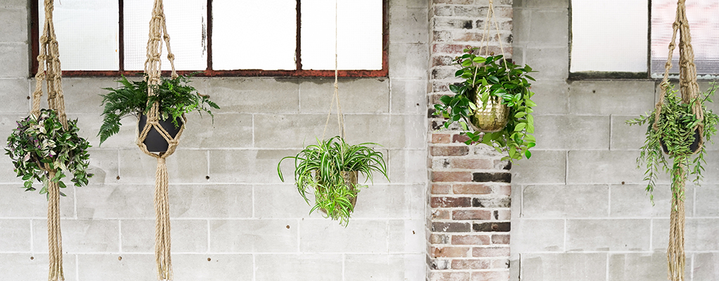 Hangplanten