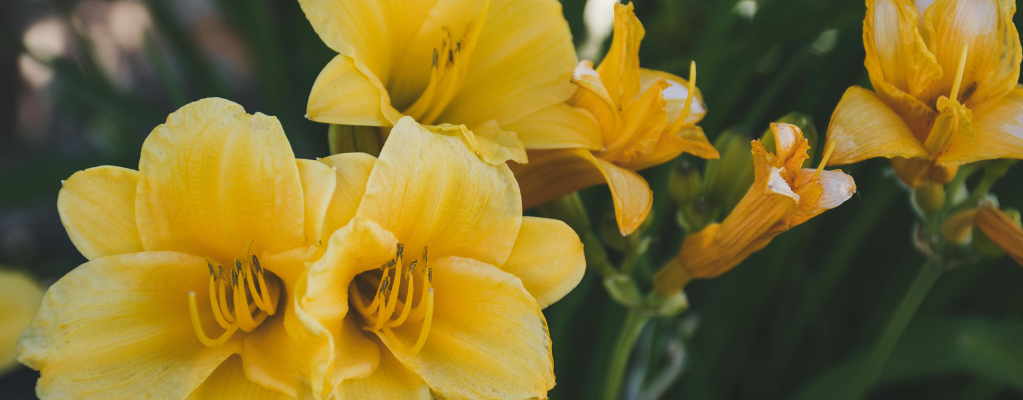 Hemerocallis 'Arctic Snow' – Een prachtige daglelie voor jouw tuin