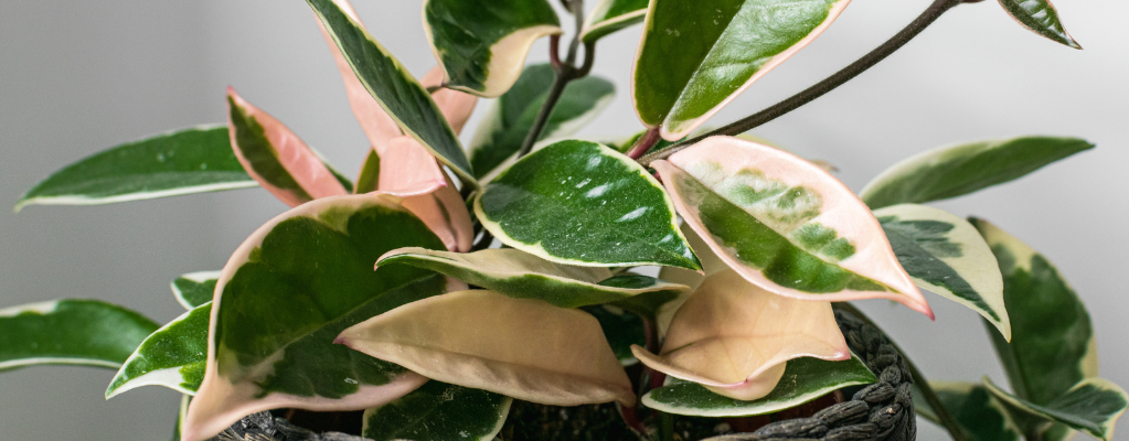 Hoya - Wasbloem