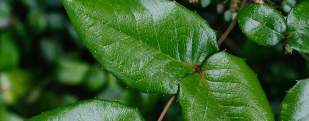 Winterharde schaduwplanten voor jouw tuin Winterharde schaduwplanten voor jouw tuin