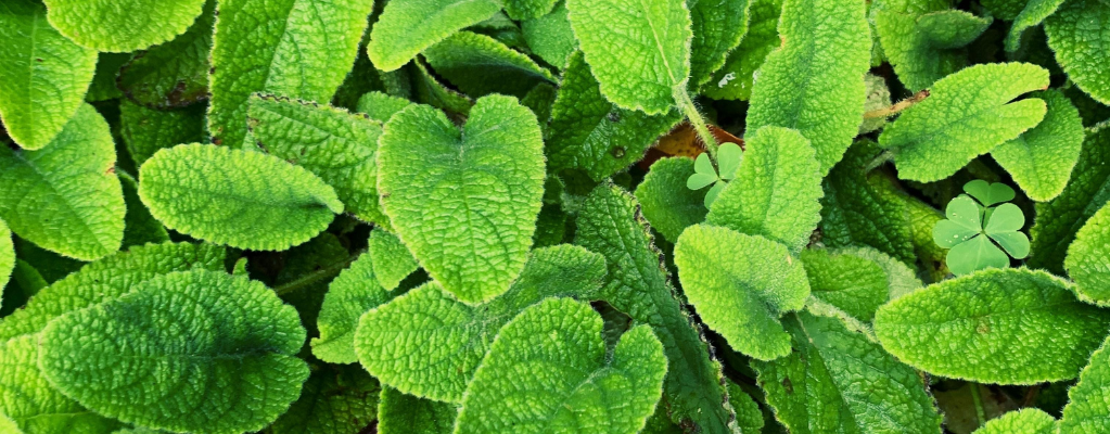 Citroenmelisse: de geurige en veelzijdige plant voor je tuin