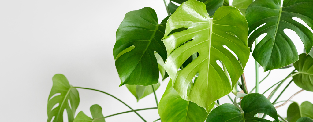 Monstera - Gatenplant