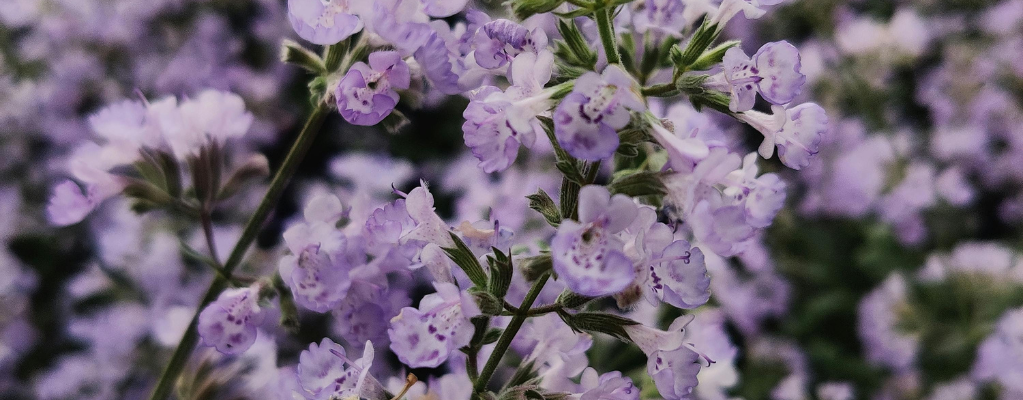 Nepeta: een veelzijdige en geurige aanwinst voor je tuin