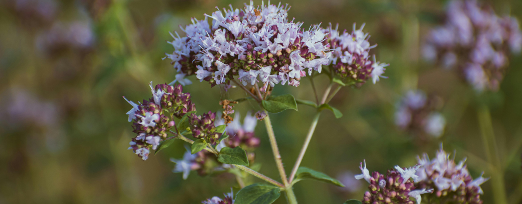 Origanum vulgare – Een aromatische en veelzijdige tuinplant Origanum vulgare – Een aromatische en veelzijdige tuinplant